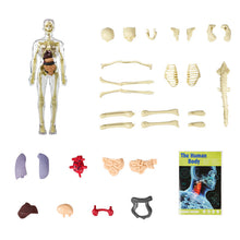 Load image into Gallery viewer, 3d Human Body Torso Model for Kid Anatomy Model Skeleton
