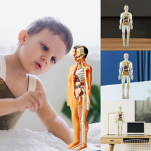 Load image into Gallery viewer, 3d Human Body Torso Model for Kid Anatomy Model Skeleton